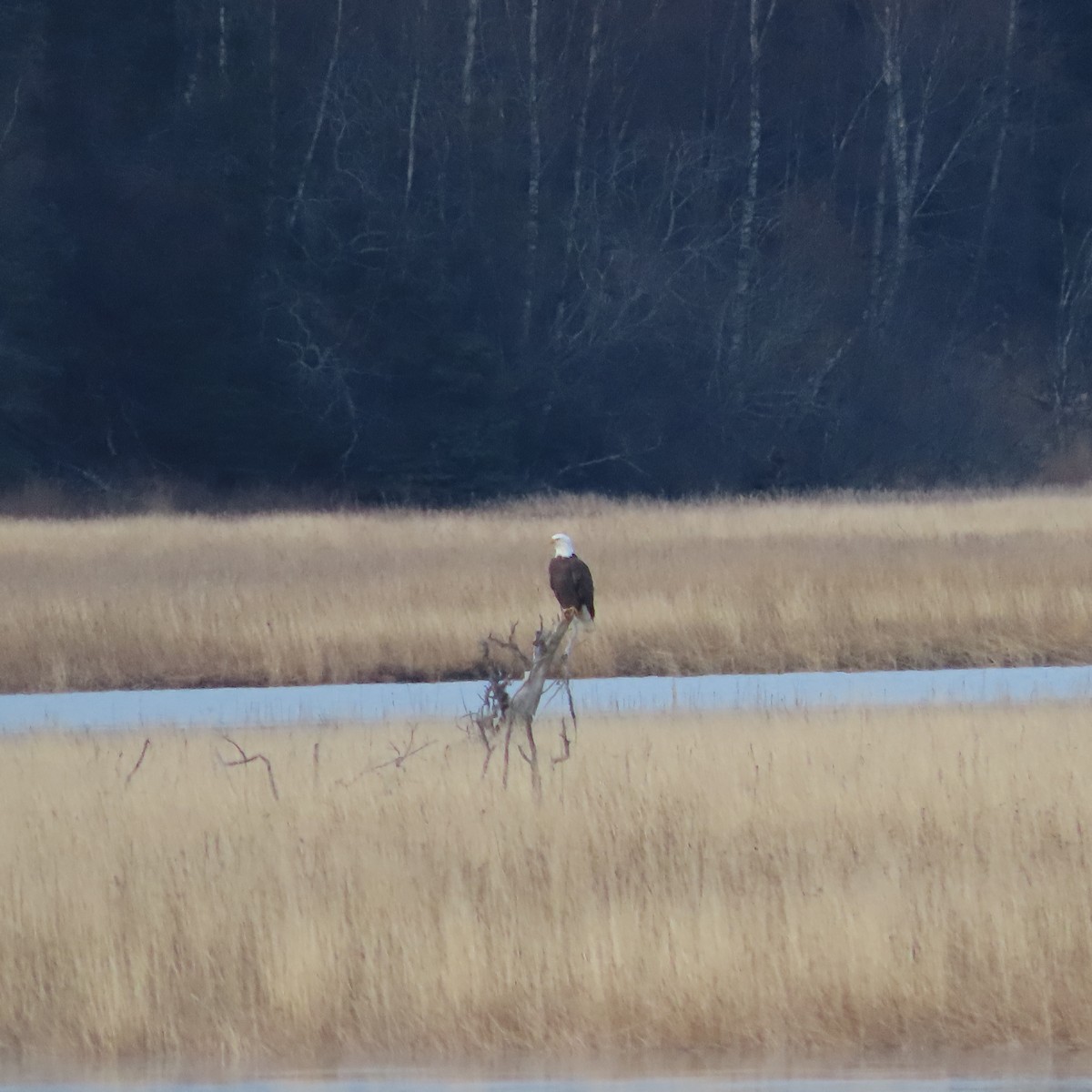 Орлан білоголовий - ML644793439
