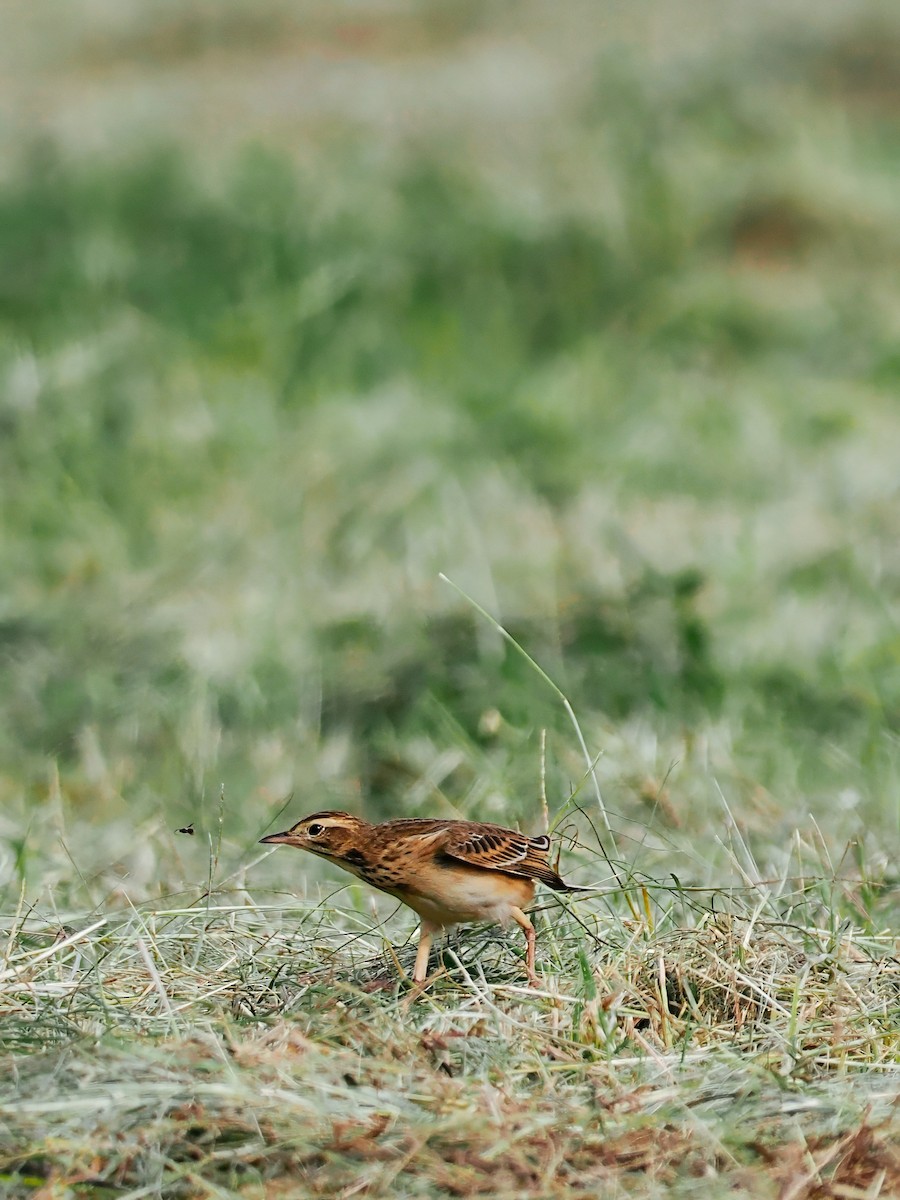 Richard's Pipit - ML644793448