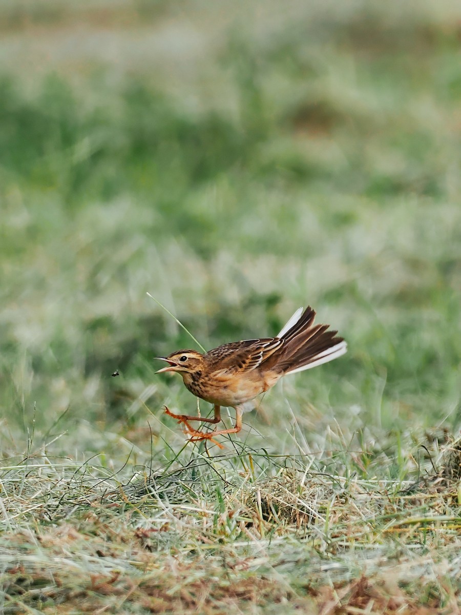 Richard's Pipit - ML644793449