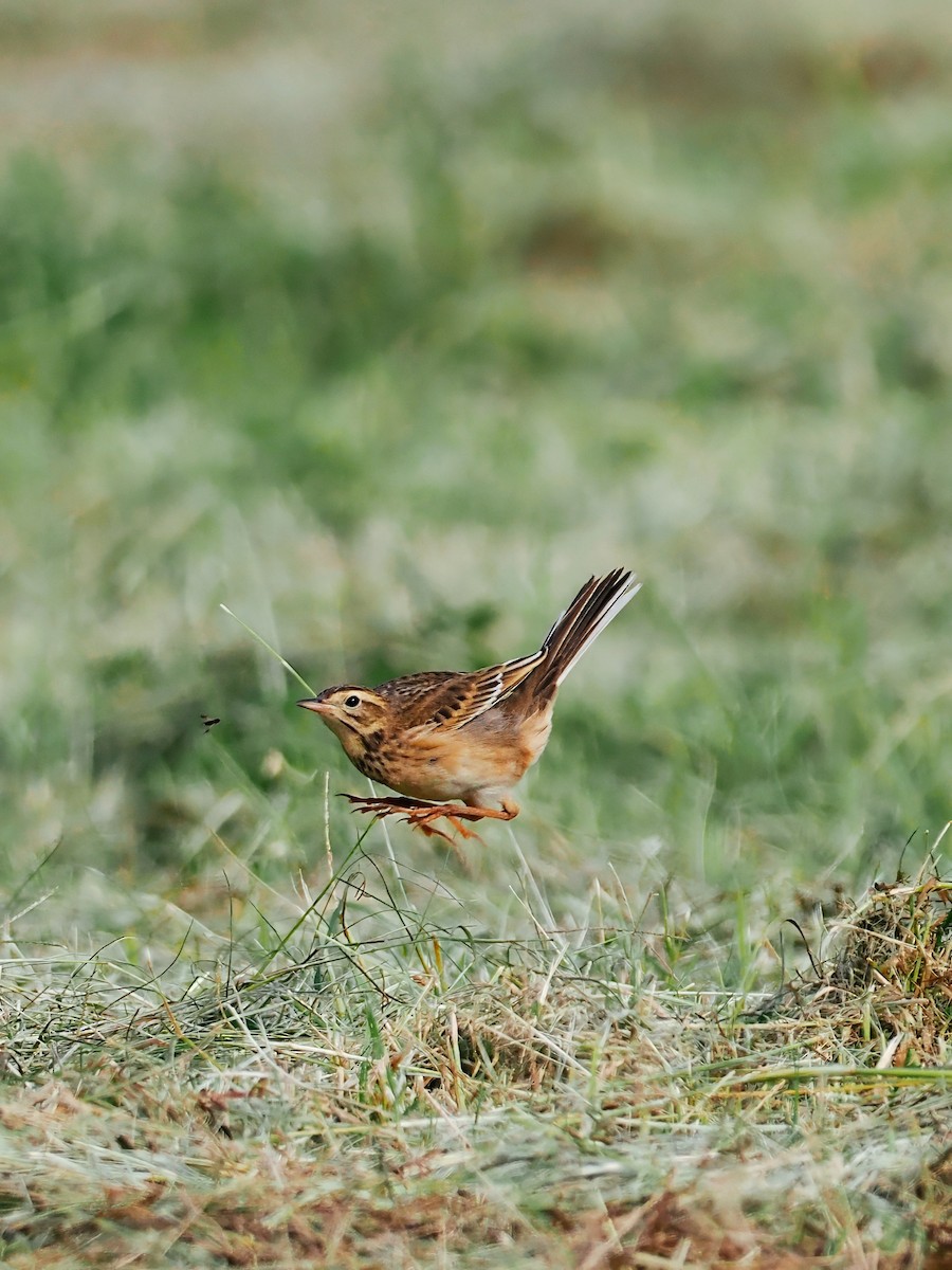 Richard's Pipit - ML644793451