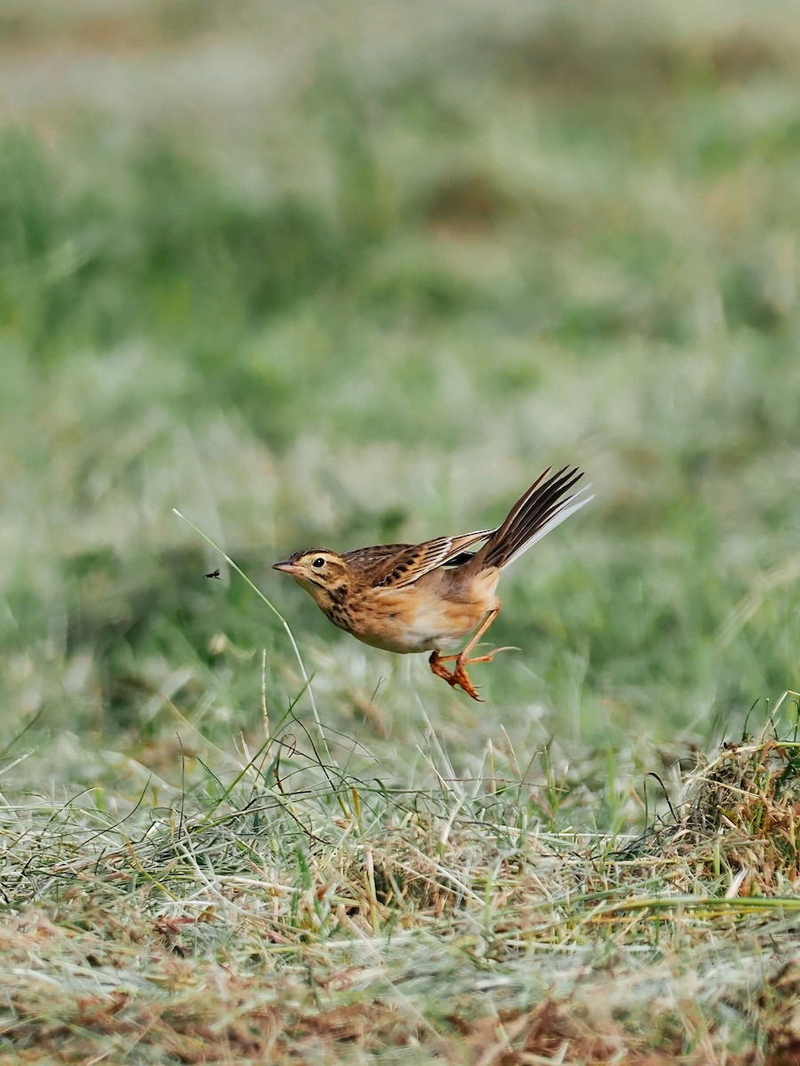 Richard's Pipit - ML644793452