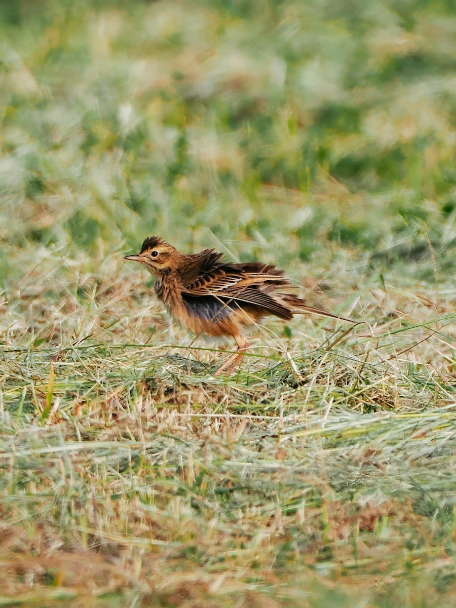 Richard's Pipit - ML644793453