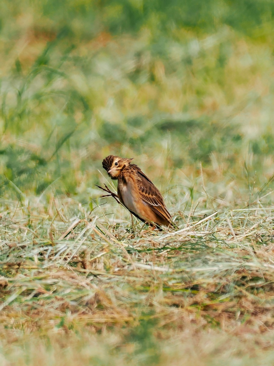 Richard's Pipit - ML644793454