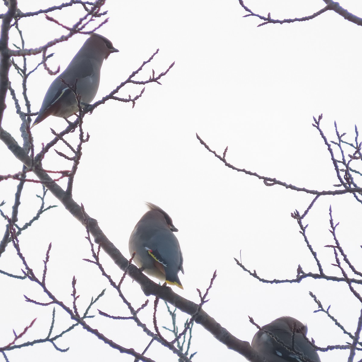 Омелюх звичайний - ML644793455