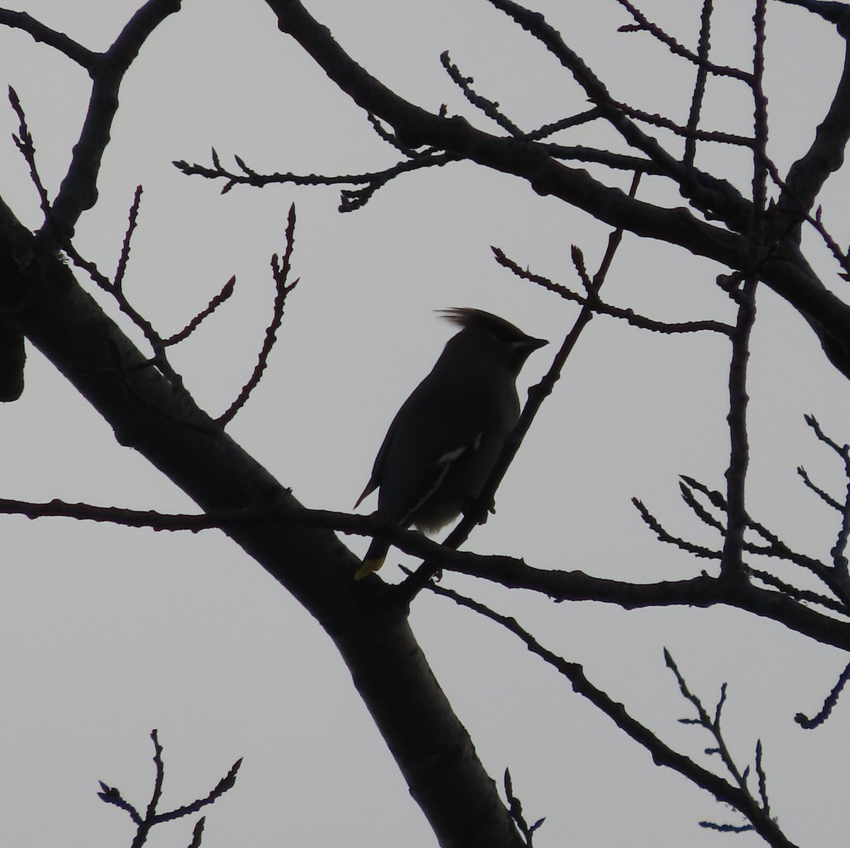 Омелюх звичайний - ML644793459