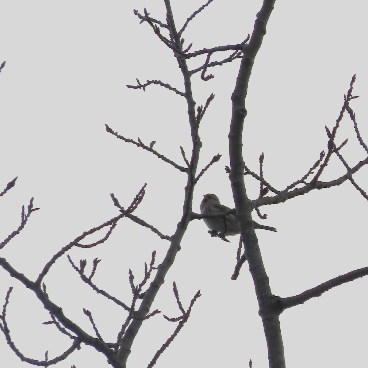 Чечітка звичайна - ML644793463