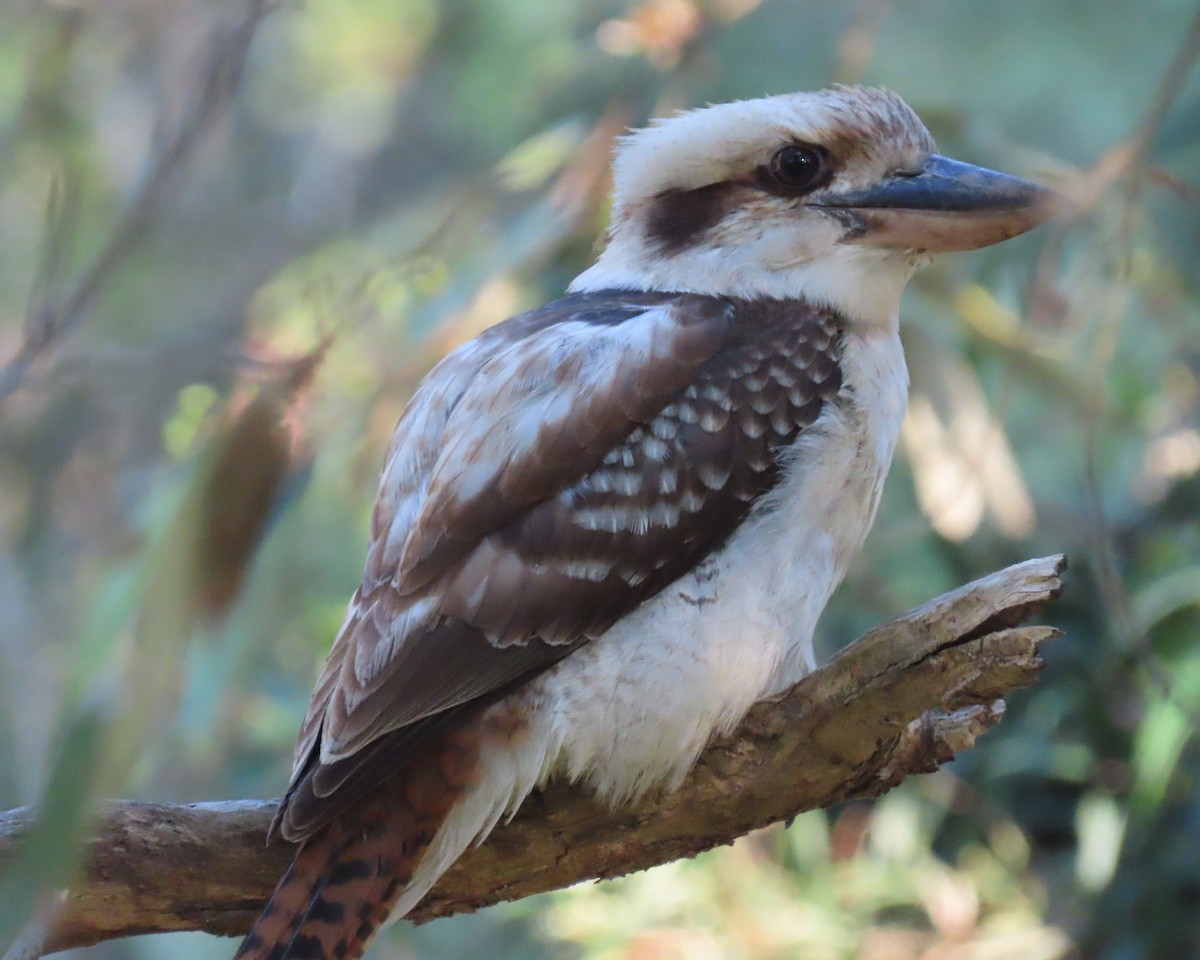 Laughing Kookaburra - ML644793465