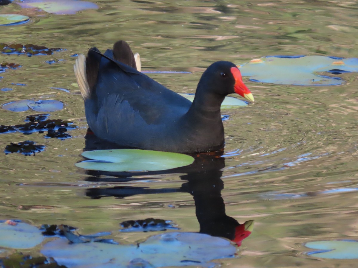Dusky Moorhen - ML644793468