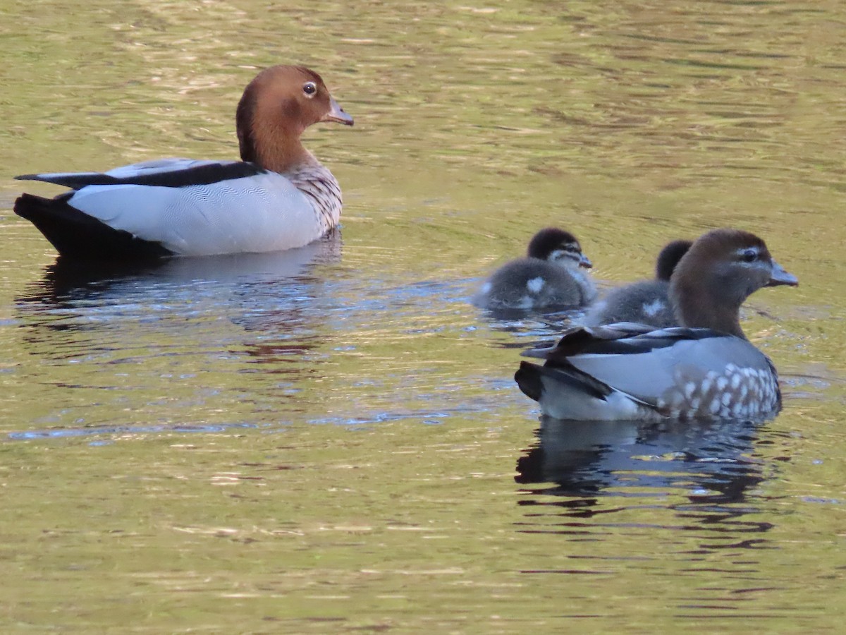 Maned Duck - ML644793477