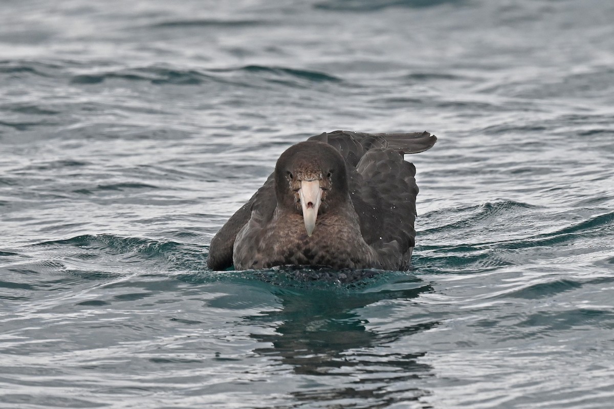 Northern Giant-Petrel - ML644793479