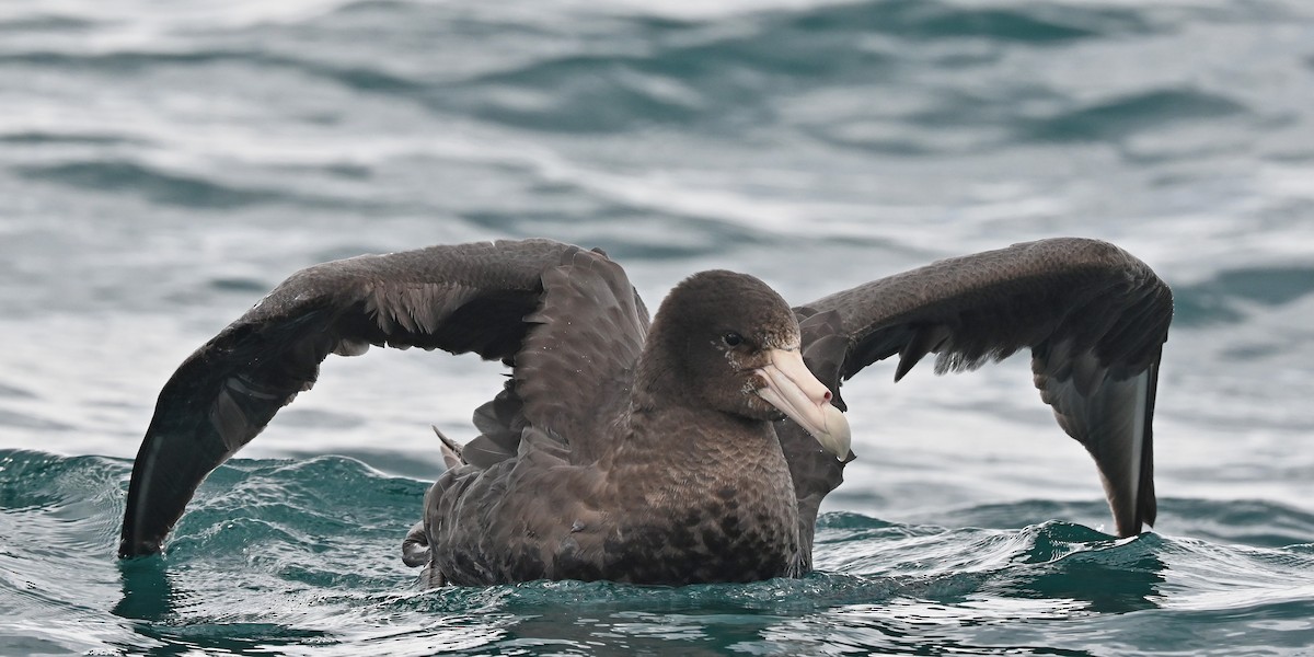 Northern Giant-Petrel - ML644793480