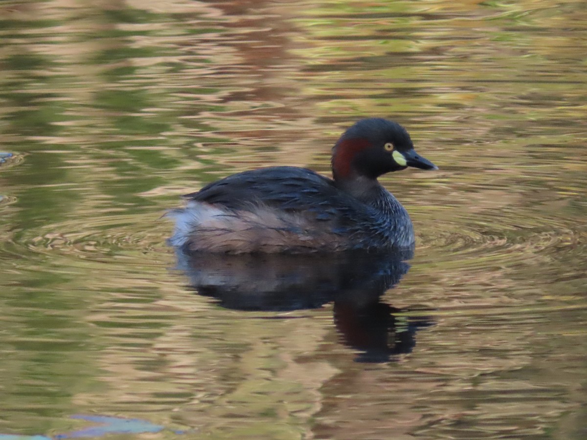 Australasian Grebe - ML644793481