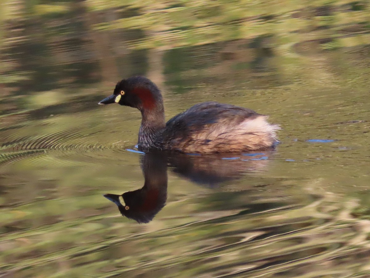 Australasian Grebe - ML644793482