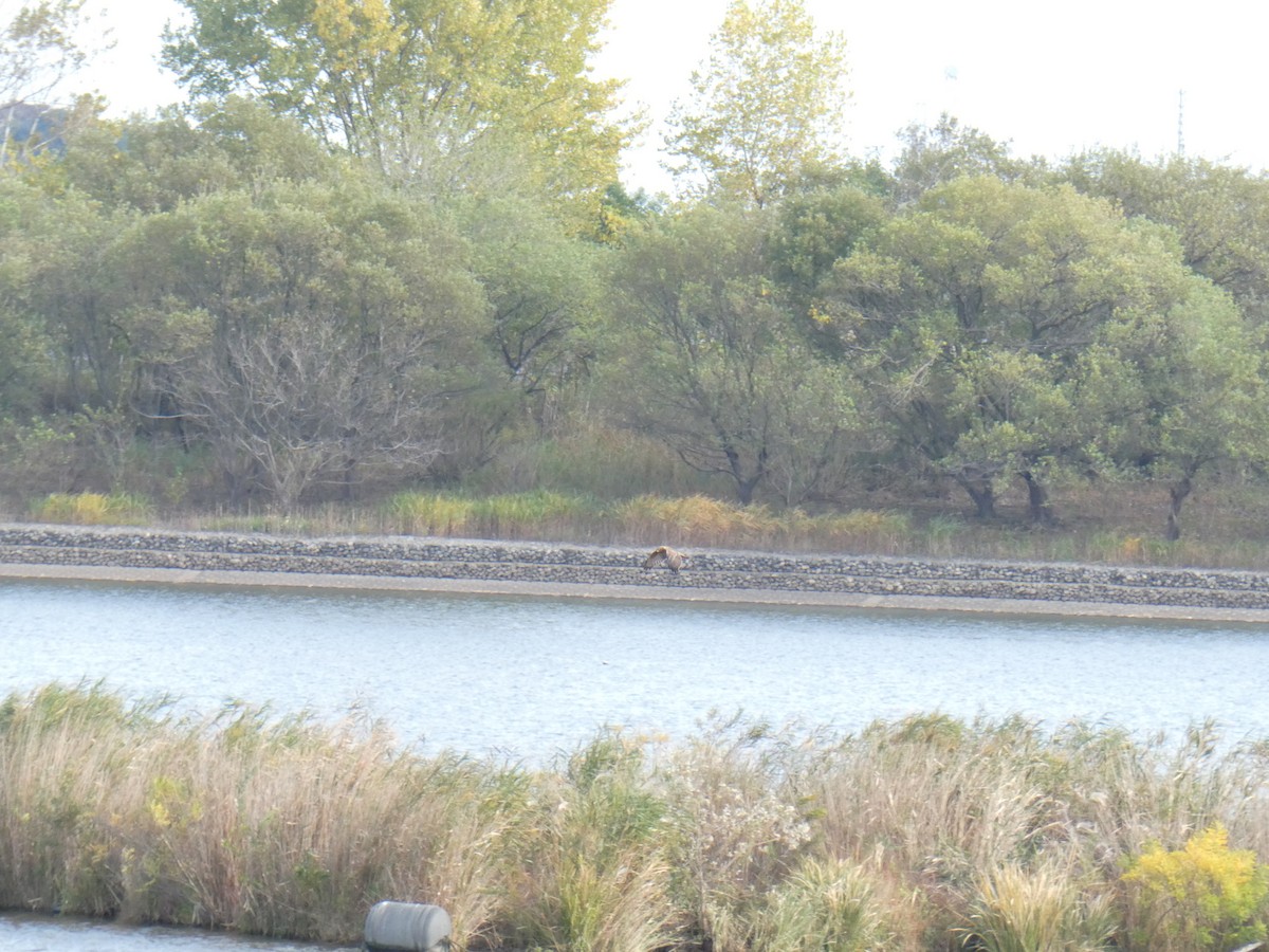 moták východní - ML644793483