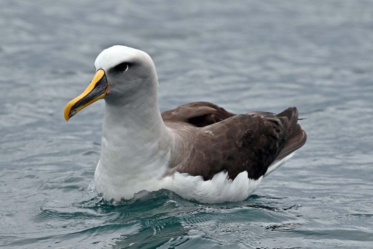 Buller's Albatross - ML644793492