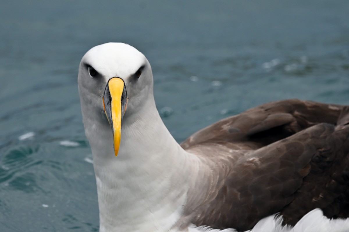 Buller's Albatross - ML644793493