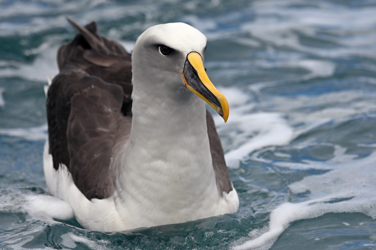 Buller's Albatross - ML644793494