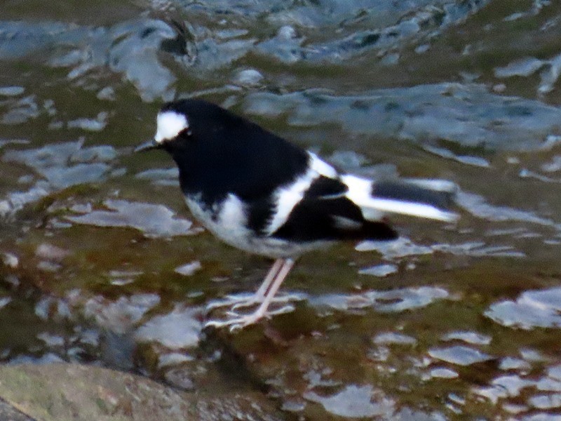 小剪尾 - ML644793495