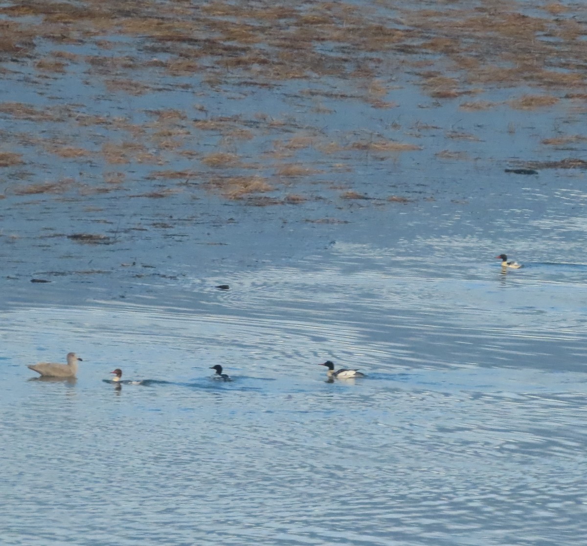 Крех великий - ML644793506