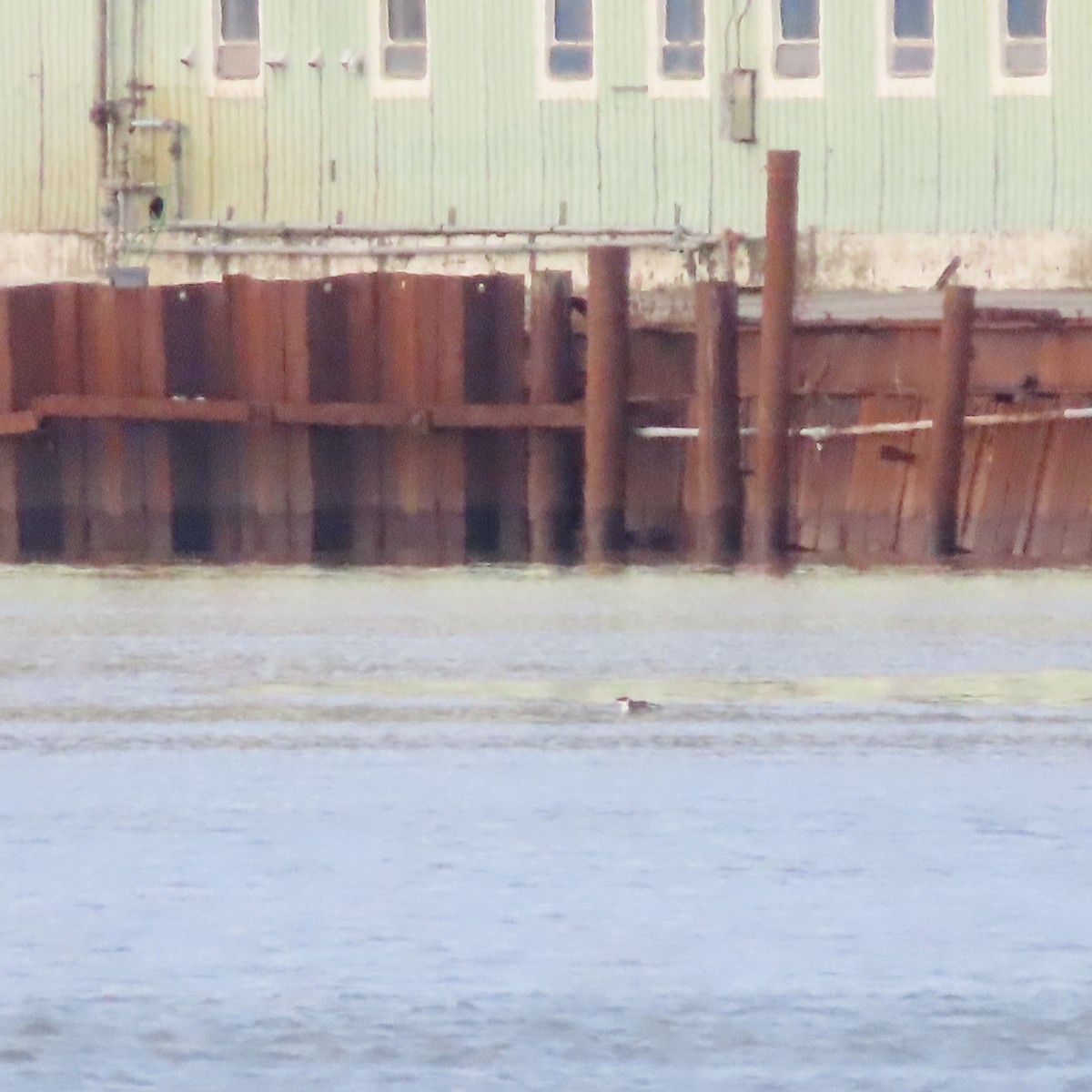 Кайра тонкодзьоба - ML644793509