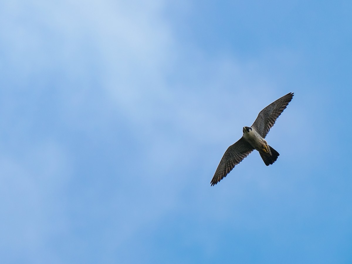 sokol stěhovavý - ML644793510