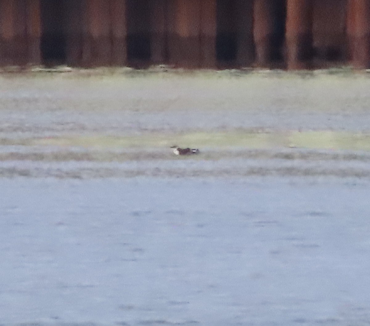 Кайра тонкодзьоба - ML644793512