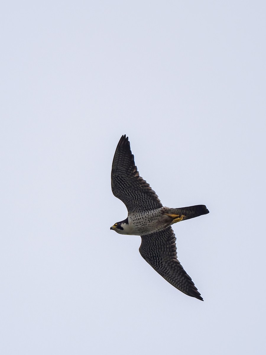 sokol stěhovavý - ML644793518