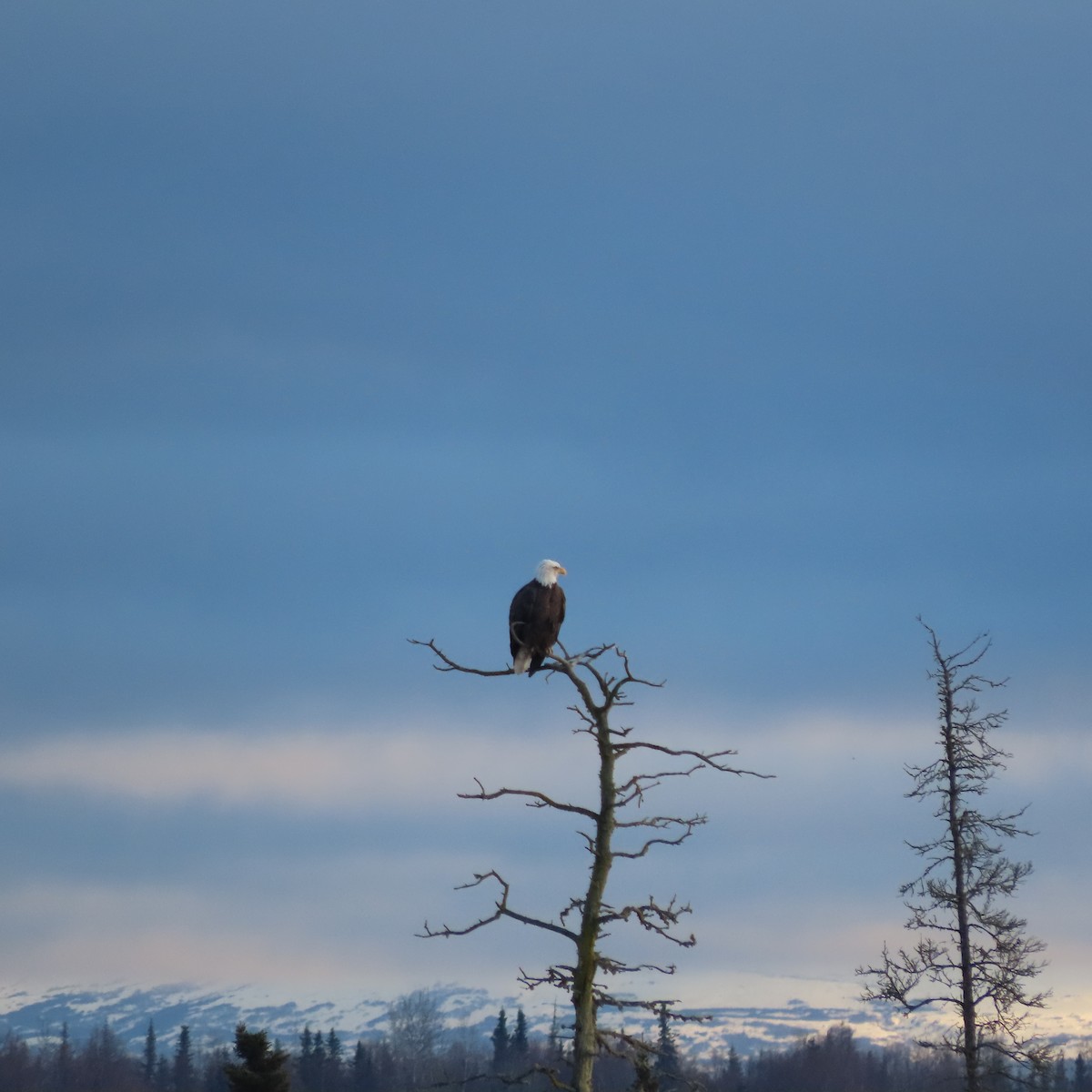 Орлан білоголовий - ML644793529