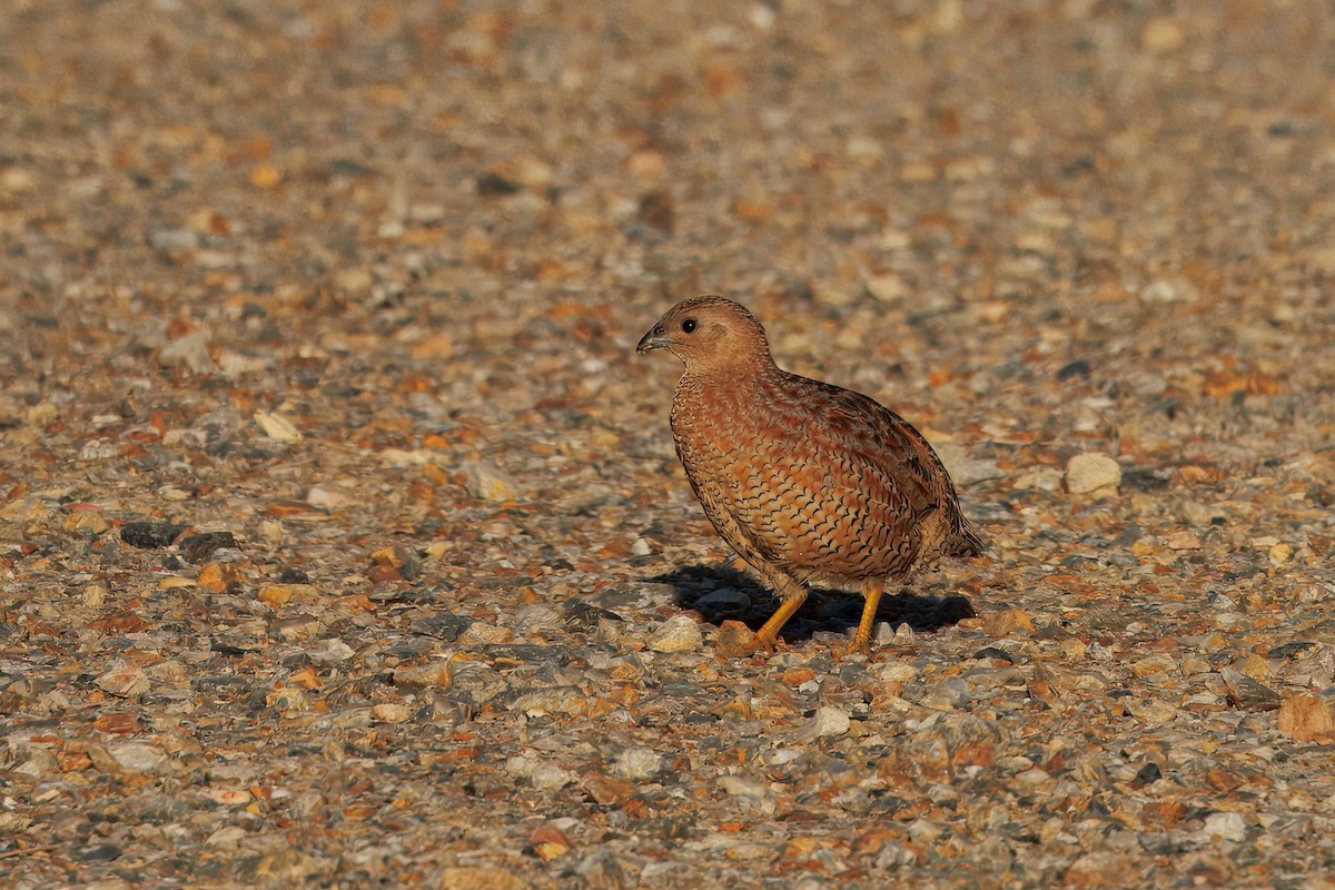 Brown Quail - ML644793539