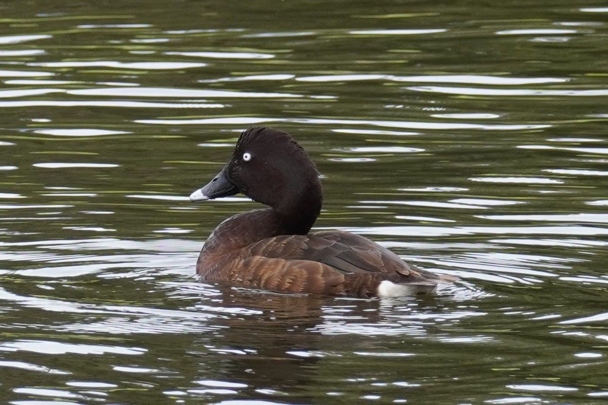 Hardhead - ML644793549