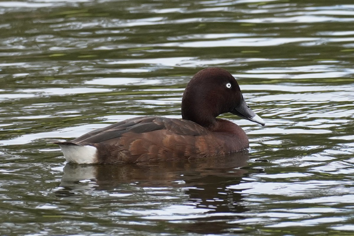 Hardhead - ML644793550