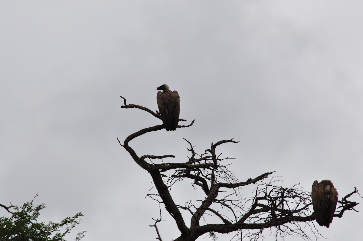 Ak Sırtlı Akbaba - ML644793560