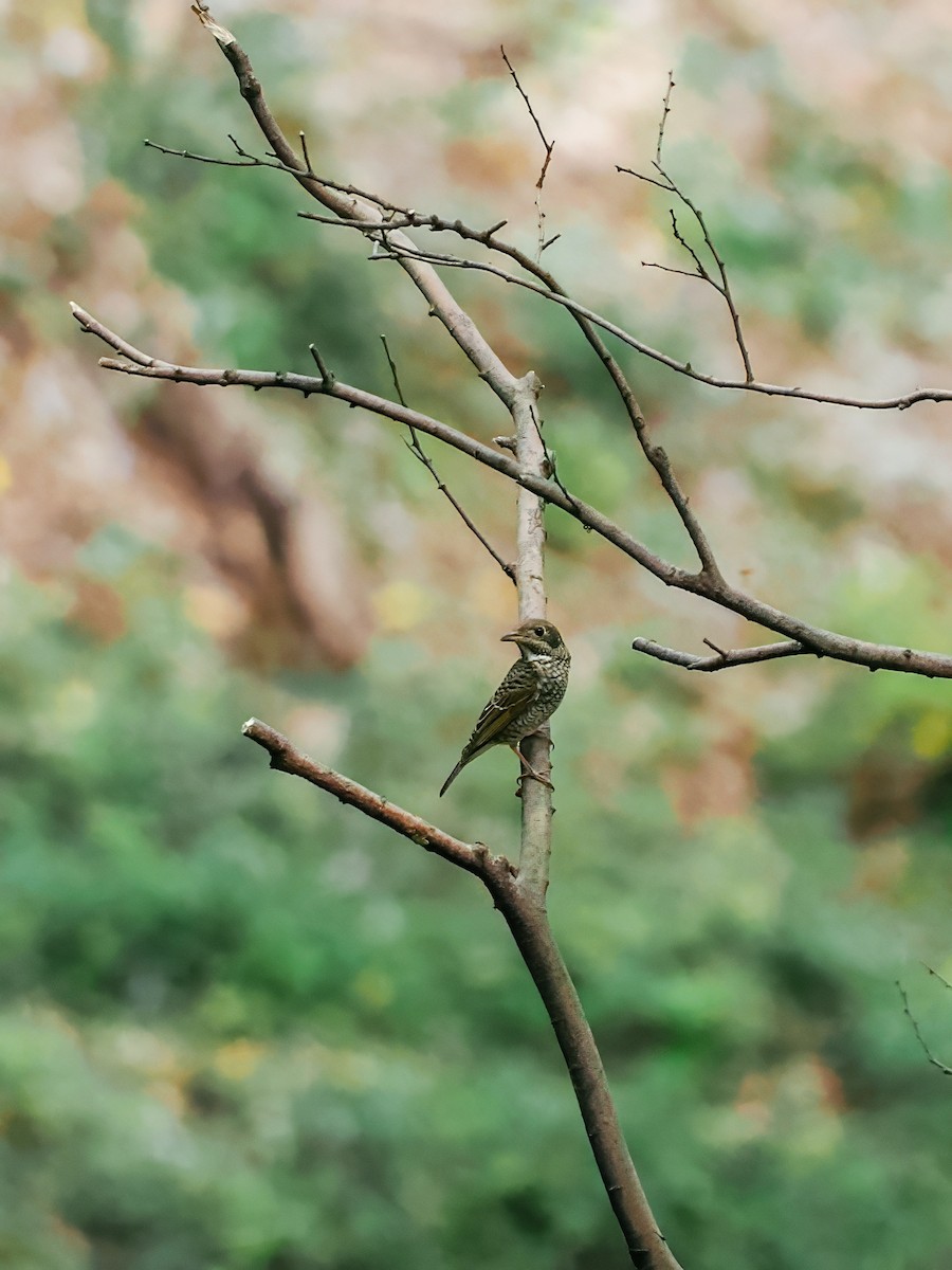 Ak Boğazlı Taşkızılı - ML644793564