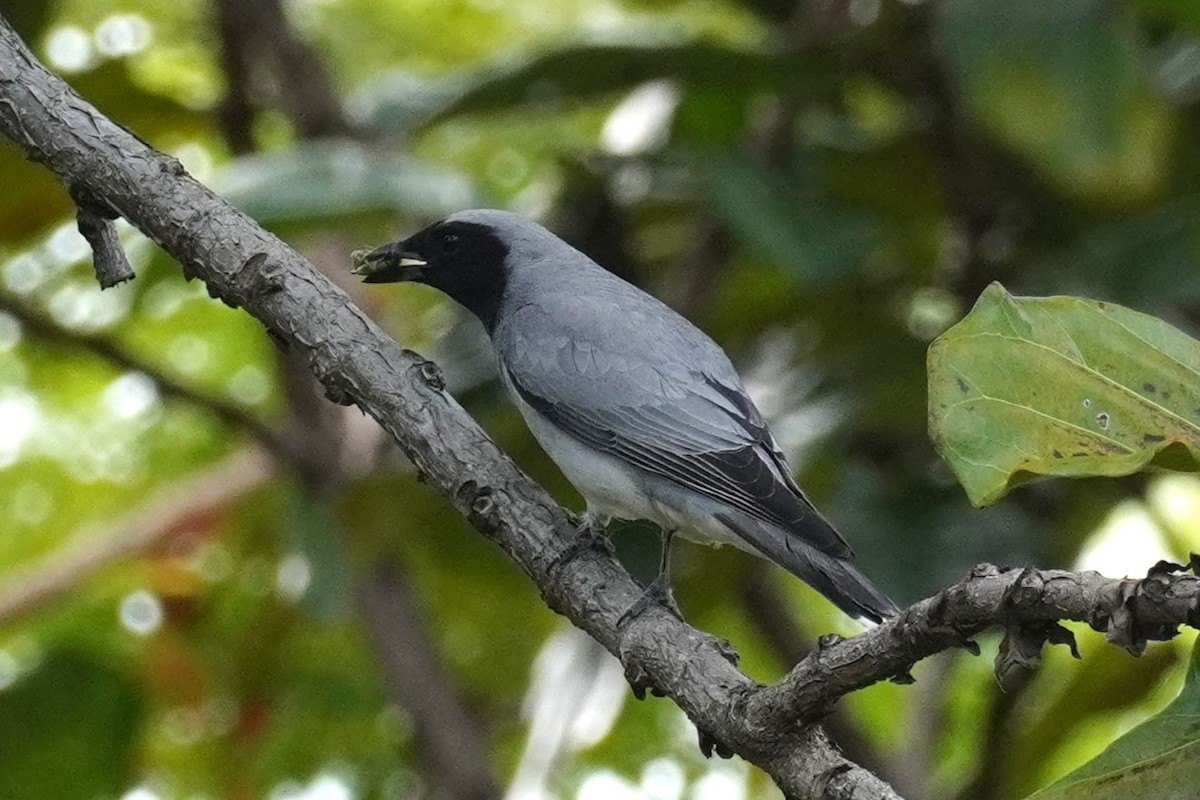 Black-faced Cuckooshrike - ML644793569