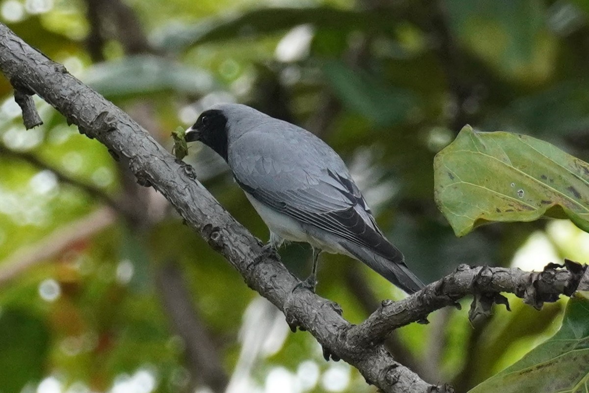Black-faced Cuckooshrike - ML644793570