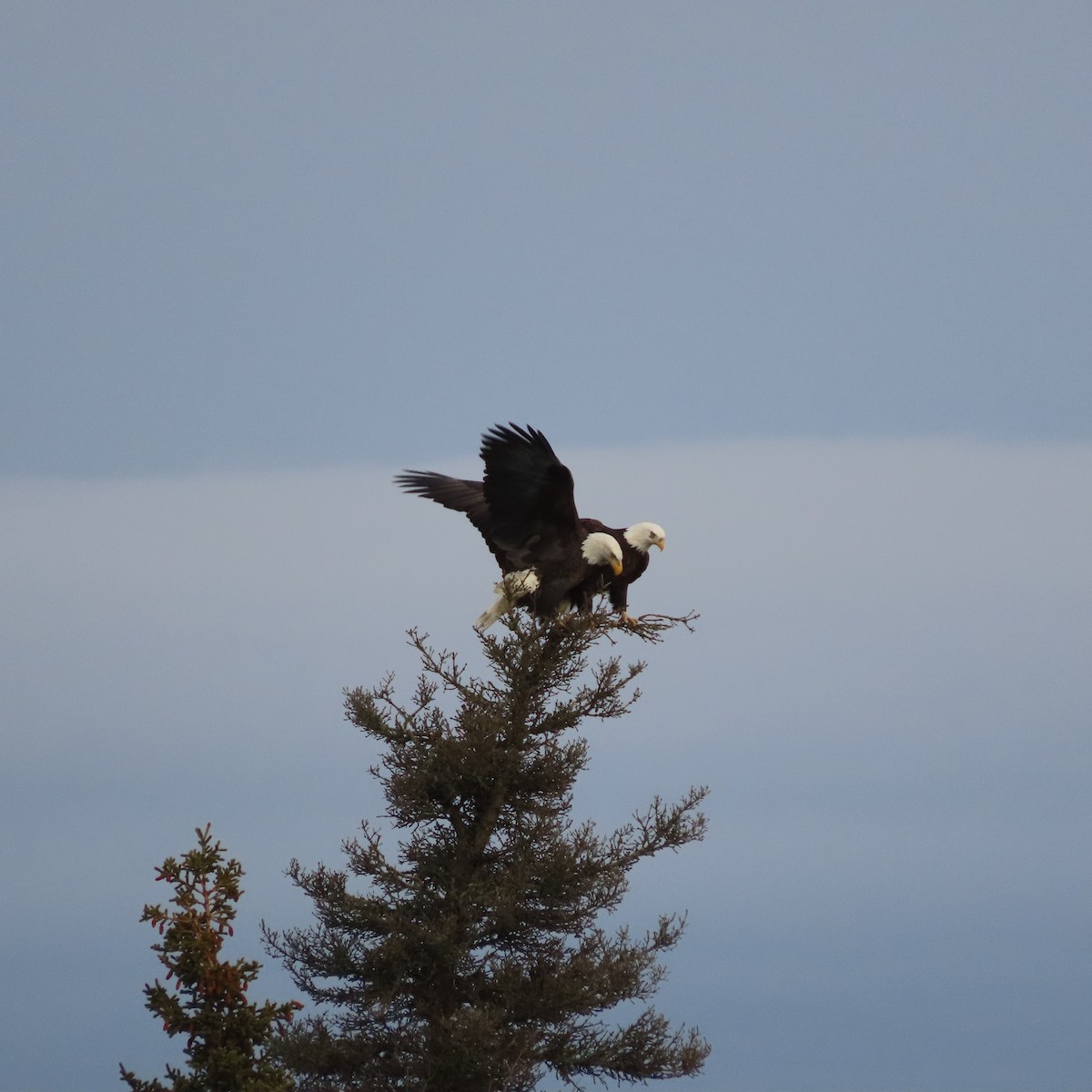 Орлан білоголовий - ML644793584