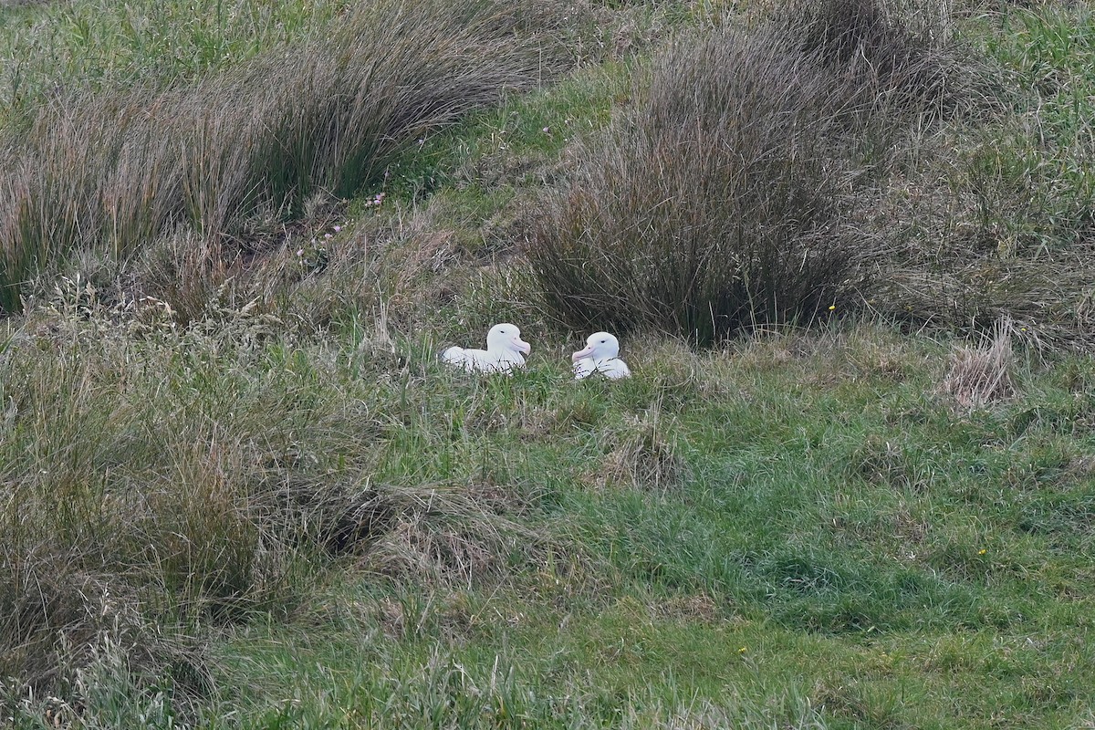 Northern Royal Albatross - ML644793585