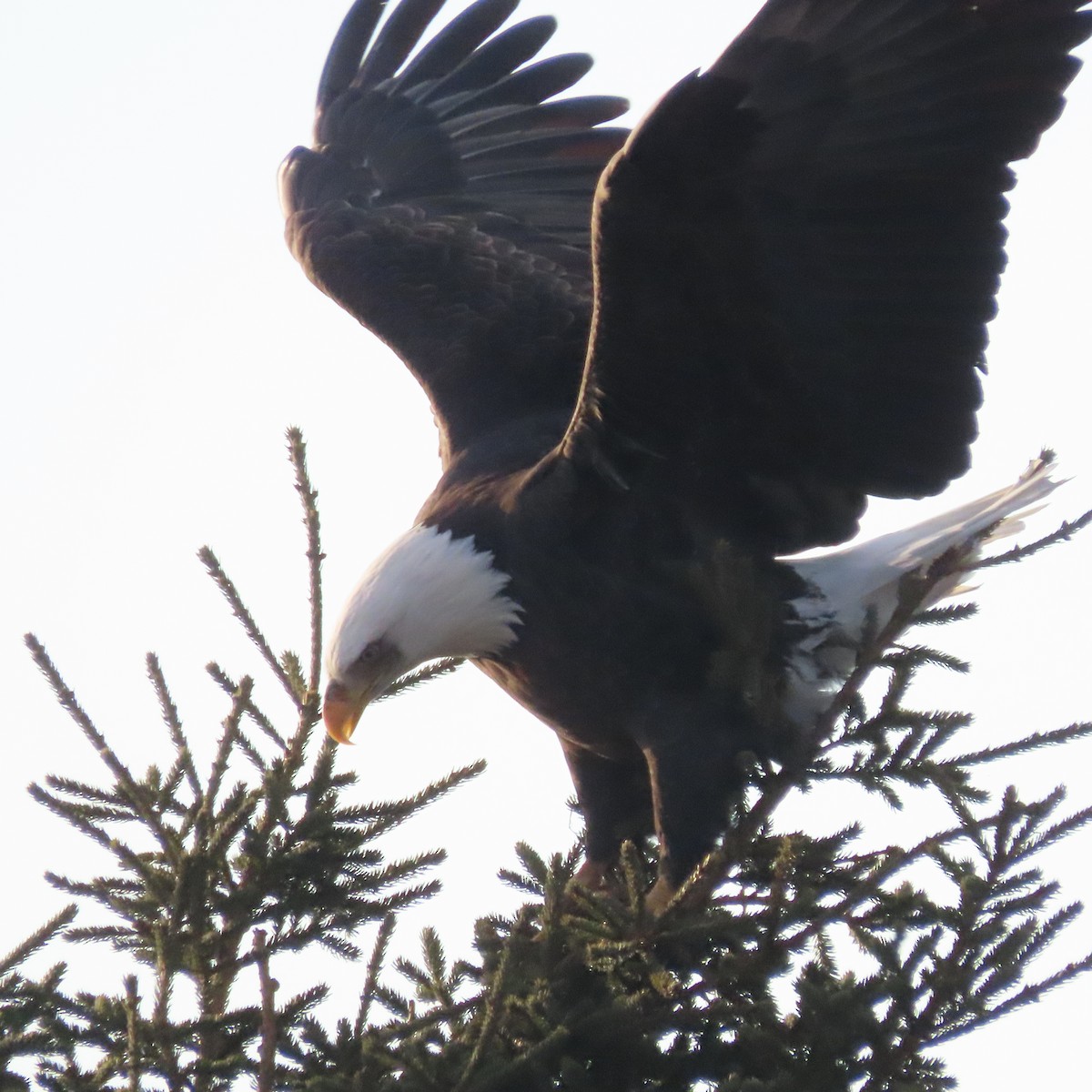 Орлан білоголовий - ML644793586