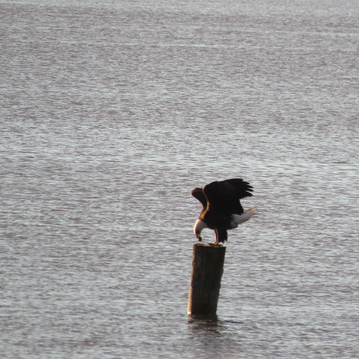 Орлан білоголовий - ML644793587