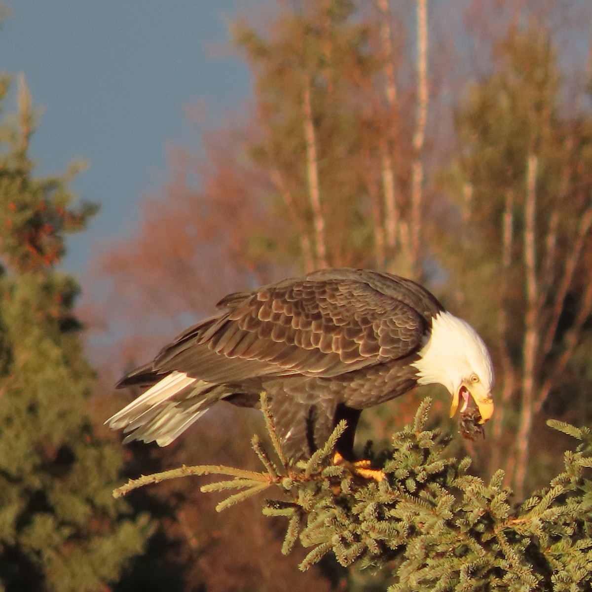 Орлан білоголовий - ML644793588