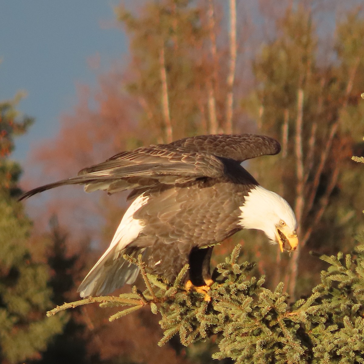 Орлан білоголовий - ML644793589