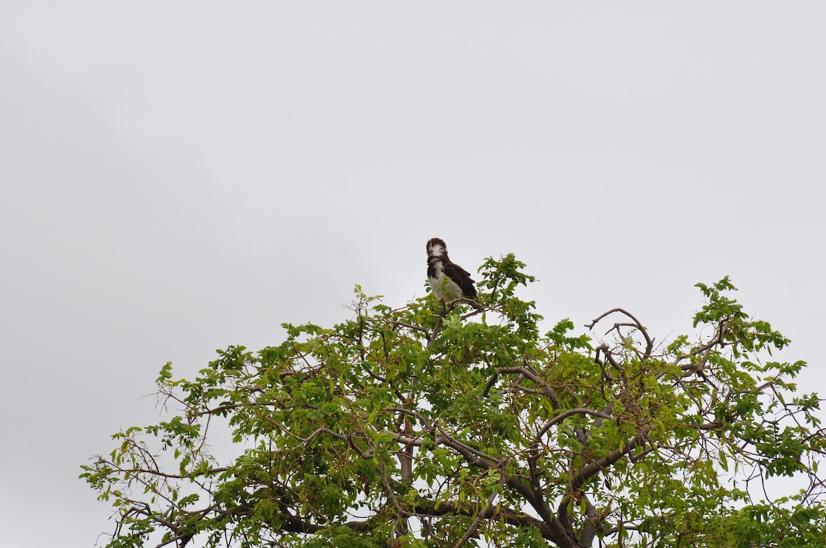 Змієїд чорноволий - ML644793590