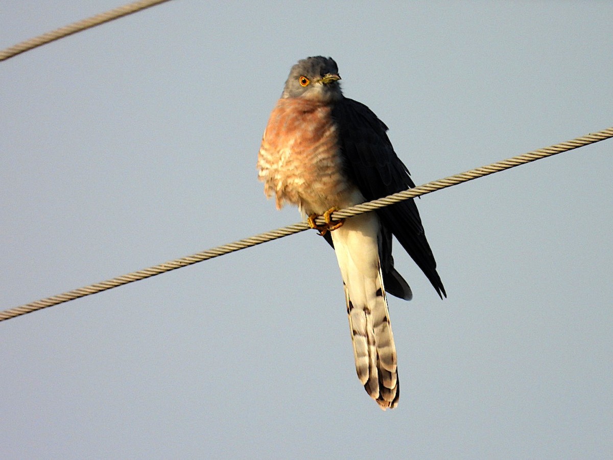 Hint Atmaca Guguğu - ML644793601