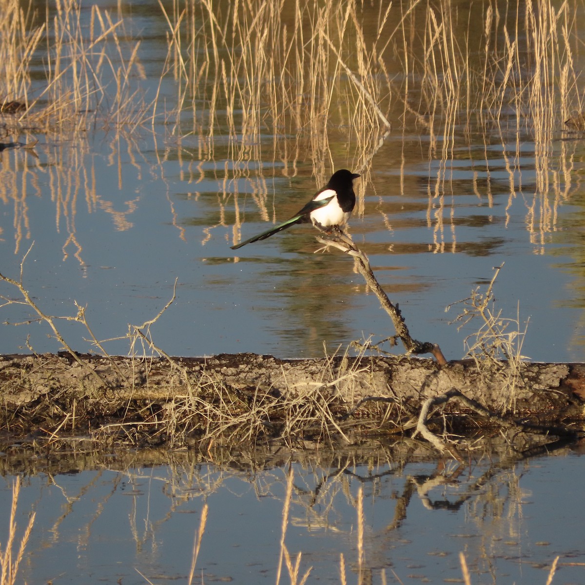 Сорока канадська - ML644793602