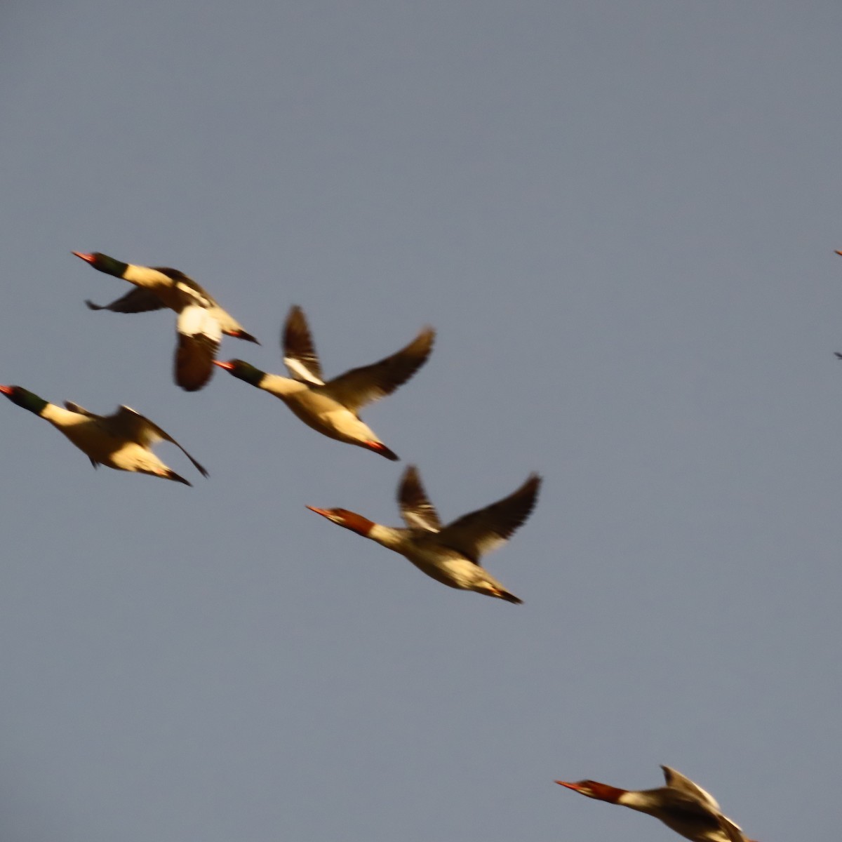 Крех великий - ML644793606