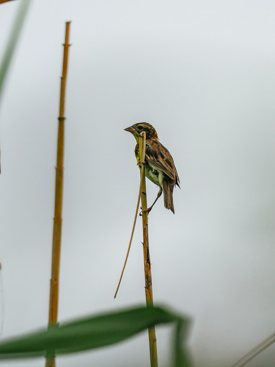 גיבתון צווארון - ML644793611