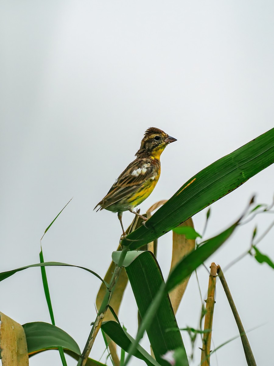 גיבתון צווארון - ML644793612