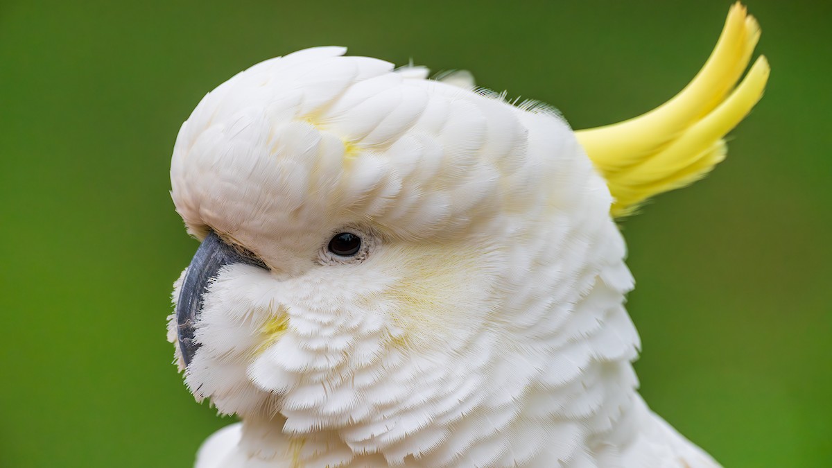Sulphur-crested Cockatoo - ML644793613