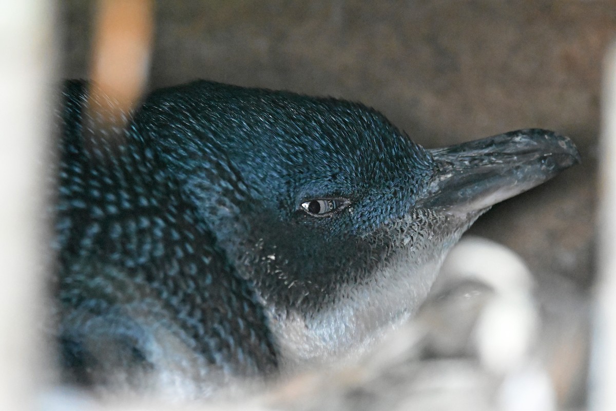 コビトペンギン - ML644793630