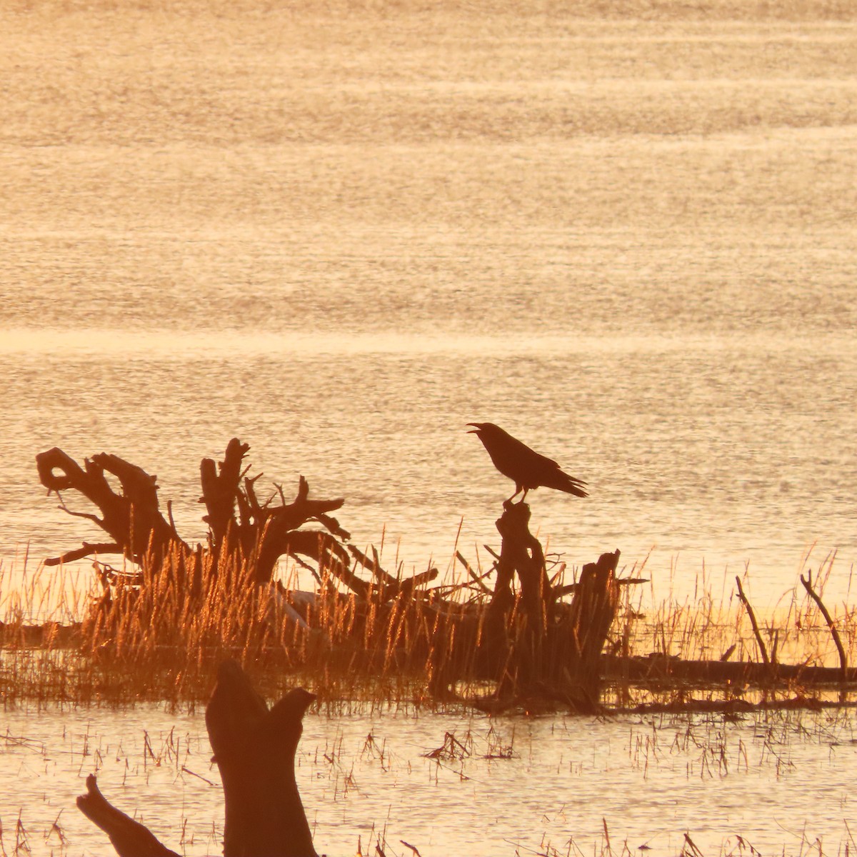 Крук звичайний - ML644793635